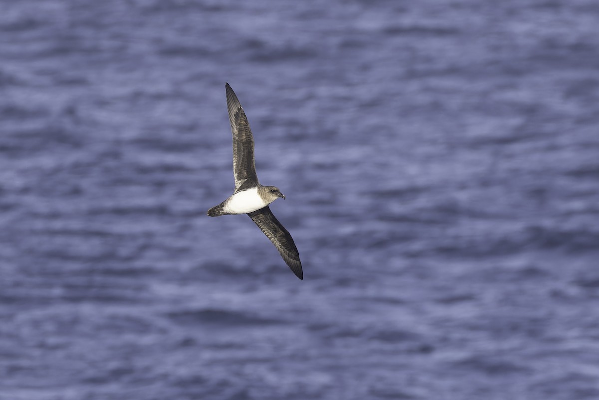 Atlantic Petrel - ML640779128