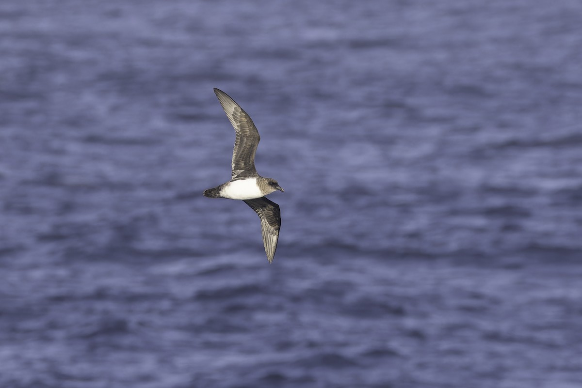 Atlantic Petrel - ML640779129
