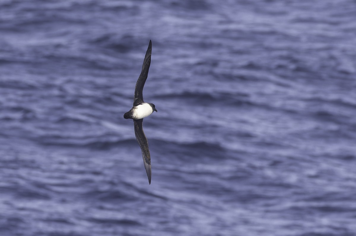 Atlantic Petrel - ML640779130