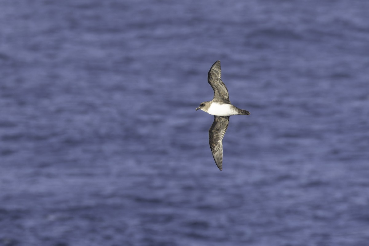 Atlantic Petrel - ML640779131