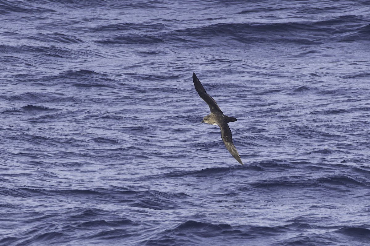 Atlantic Petrel - ML640779132