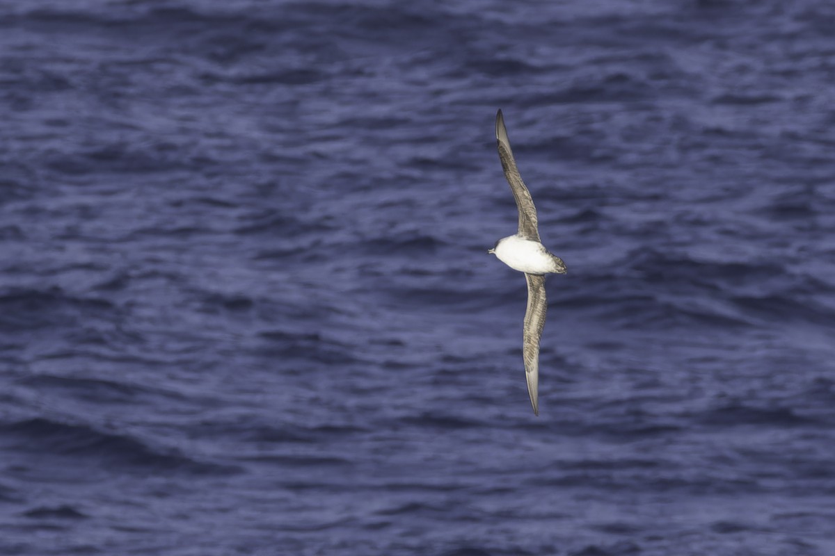 Puffin gris - ML640779178