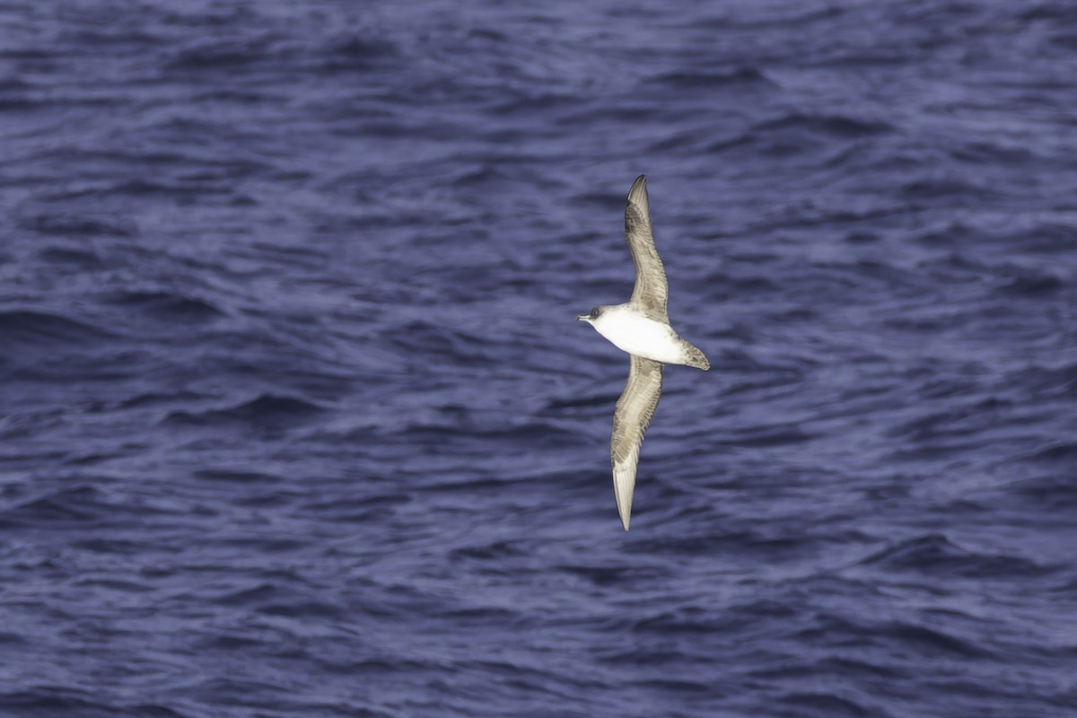 Puffin gris - ML640779180