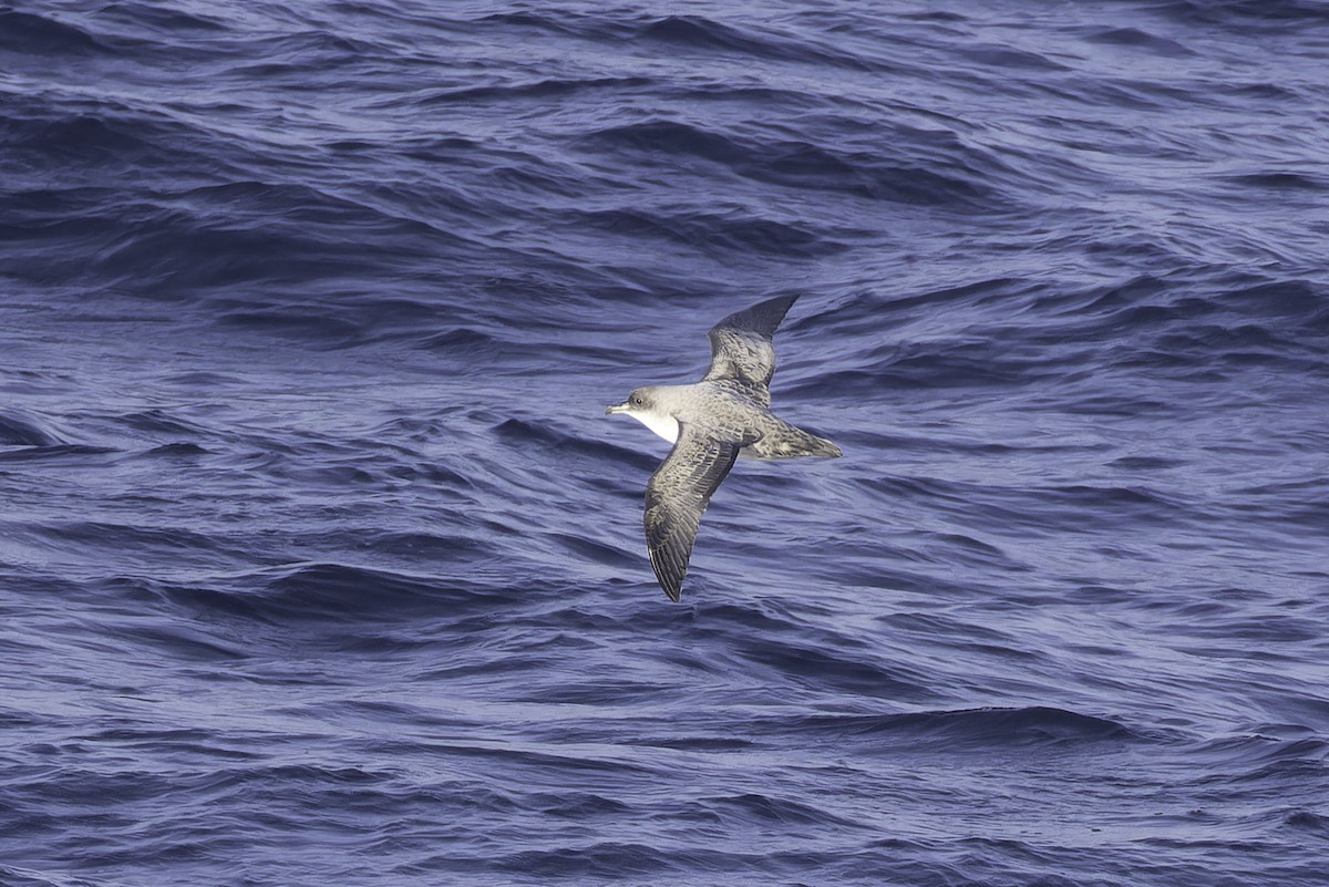 Puffin gris - ML640779181