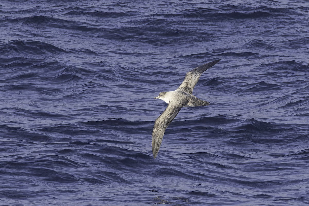 Puffin gris - ML640779182
