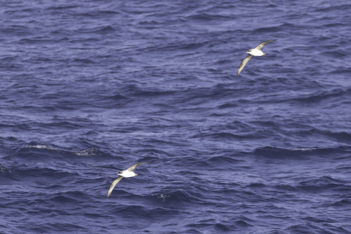 Puffin gris - ML640779183