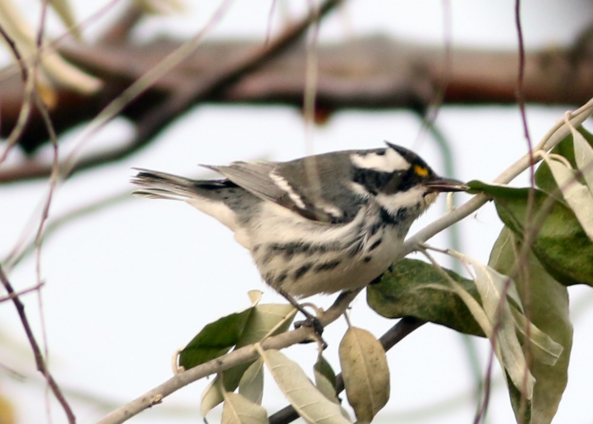 gråparula - ML640779197