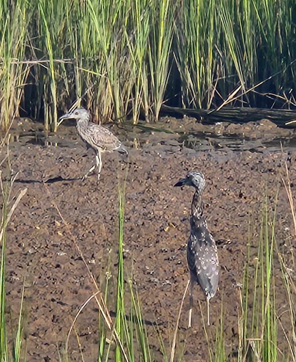 Yellow-crowned Night Heron - ML640779304
