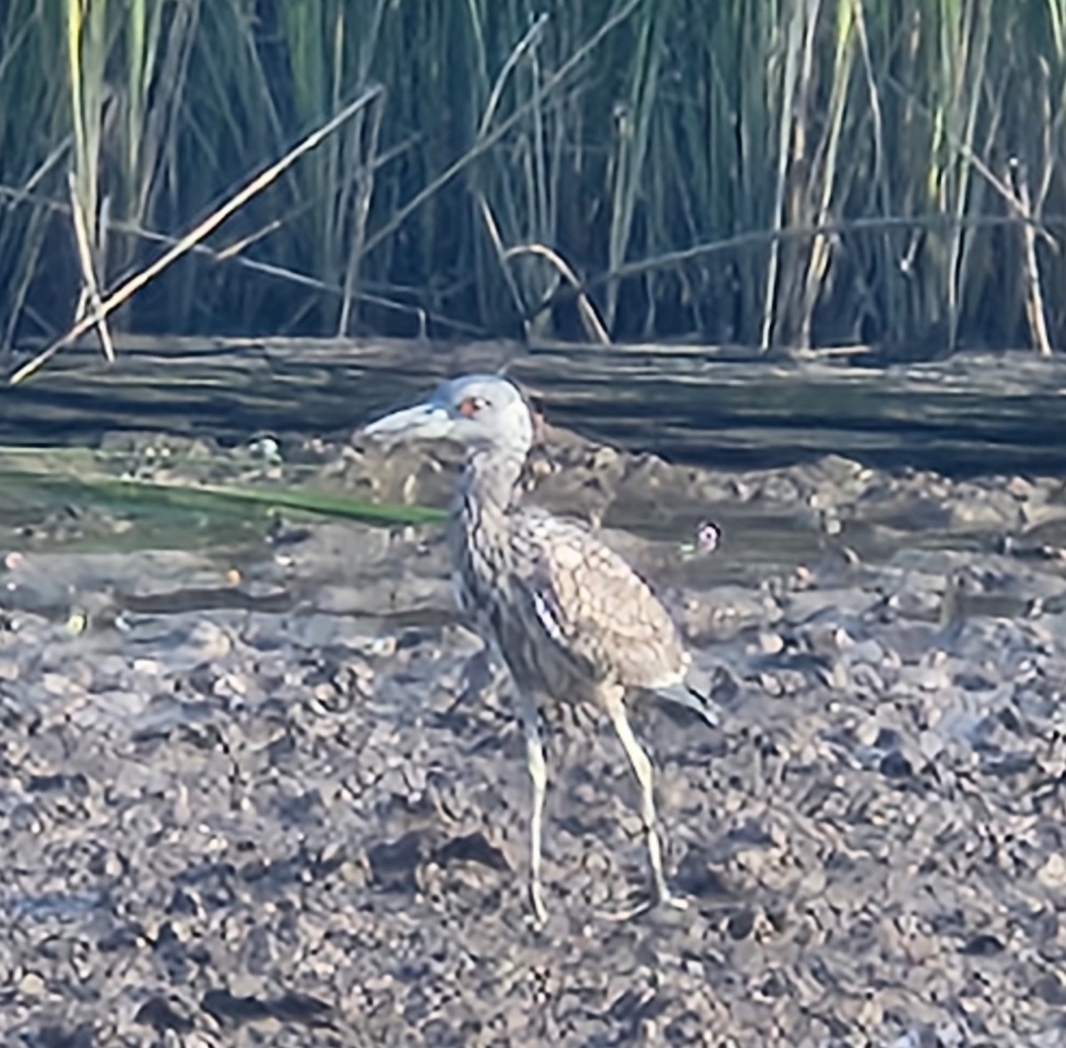Yellow-crowned Night Heron - ML640779305