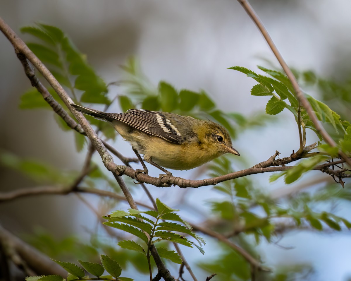Bay-breasted Warbler - ML640779385