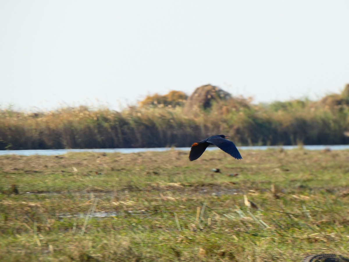 Black Heron - ML640779387