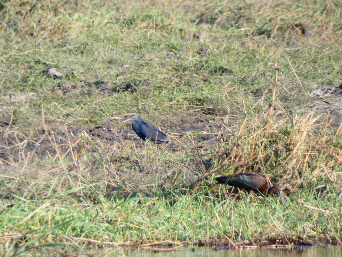 Black Heron - ML640779388