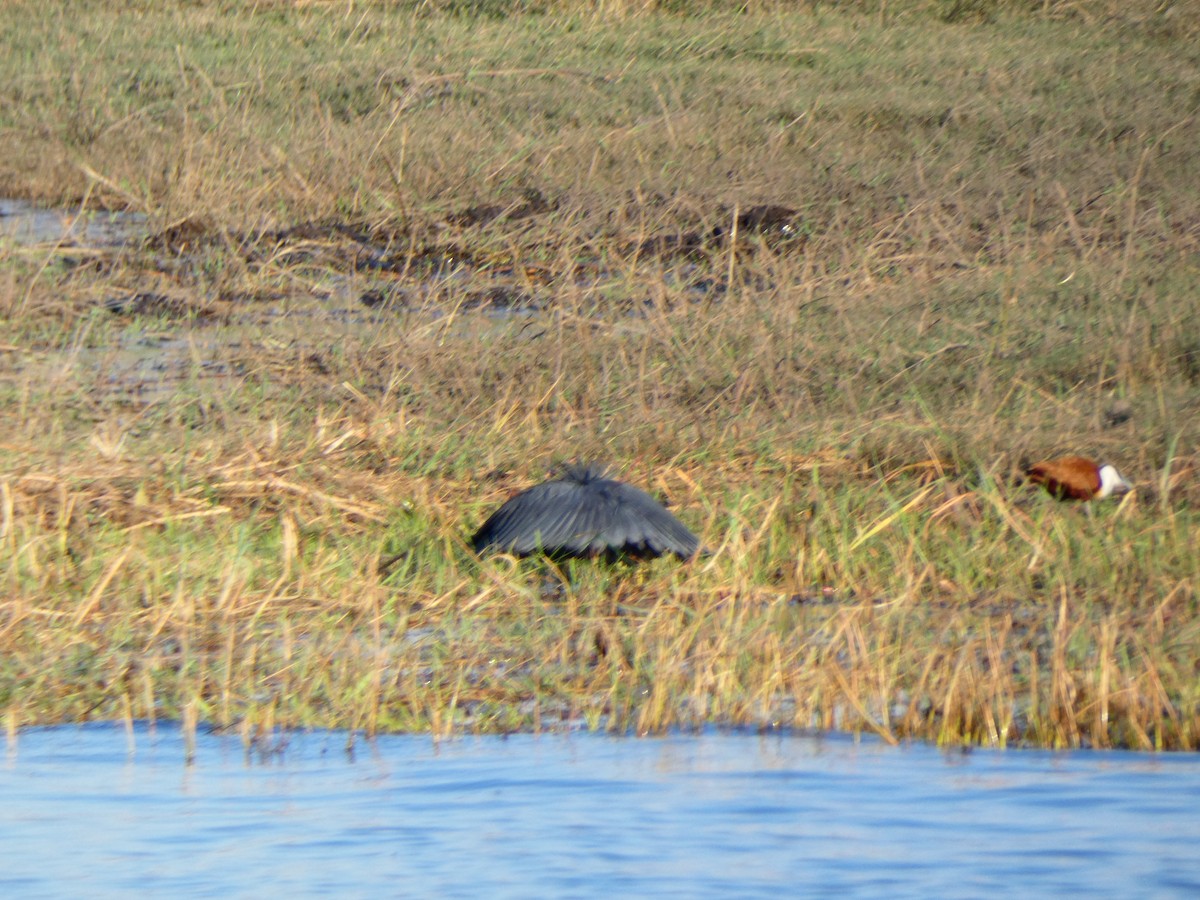 Black Heron - ML640779389