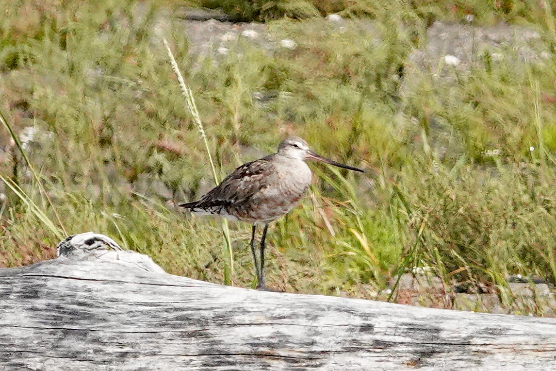 Hudsonian Godwit - ML640779390