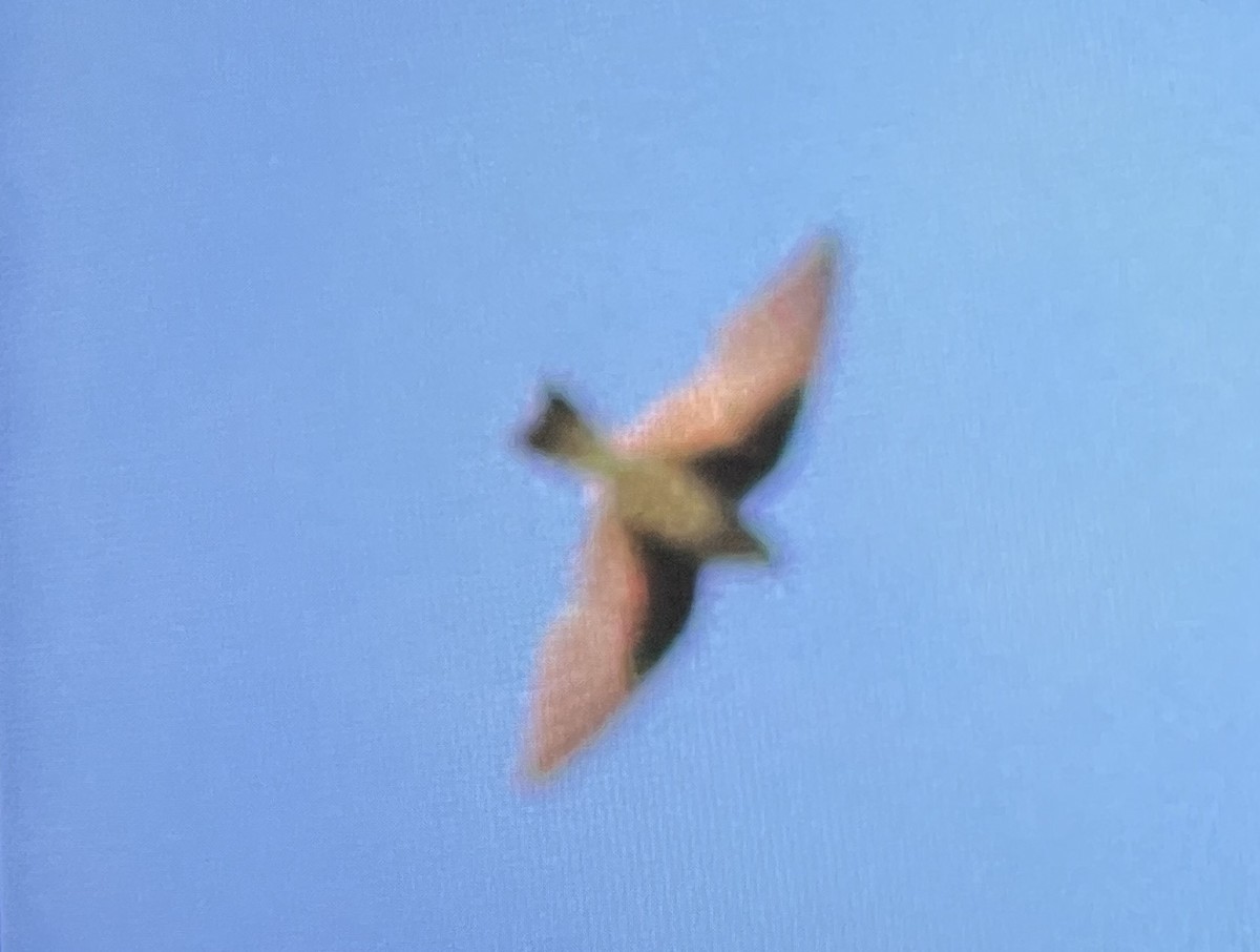 Northern Rough-winged Swallow - ML640779423