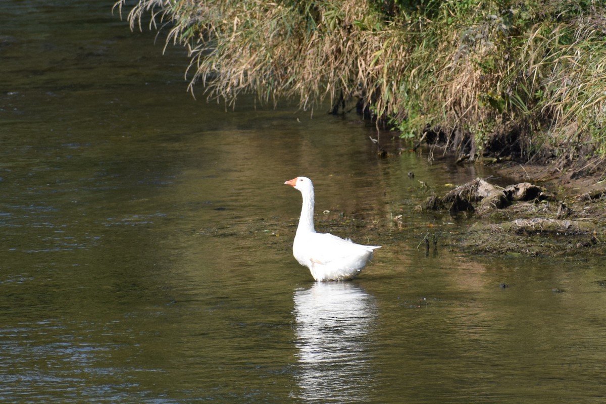 Domestic goose sp. (Domestic type) - ML640779432