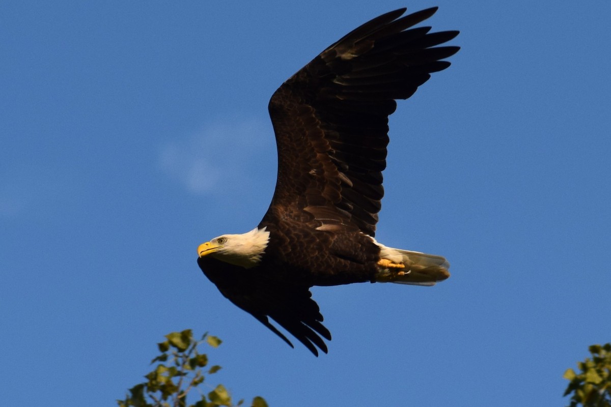 Bald Eagle - ML640779445