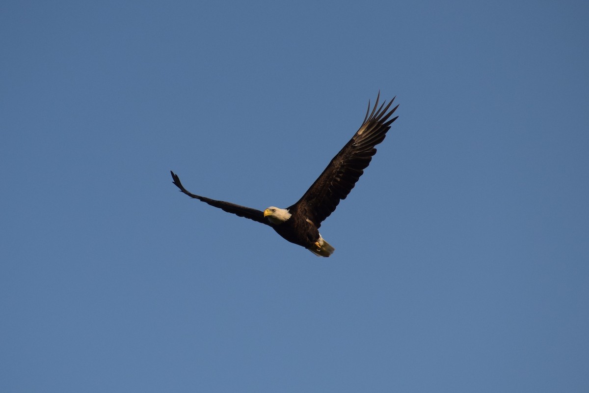 Bald Eagle - ML640779447