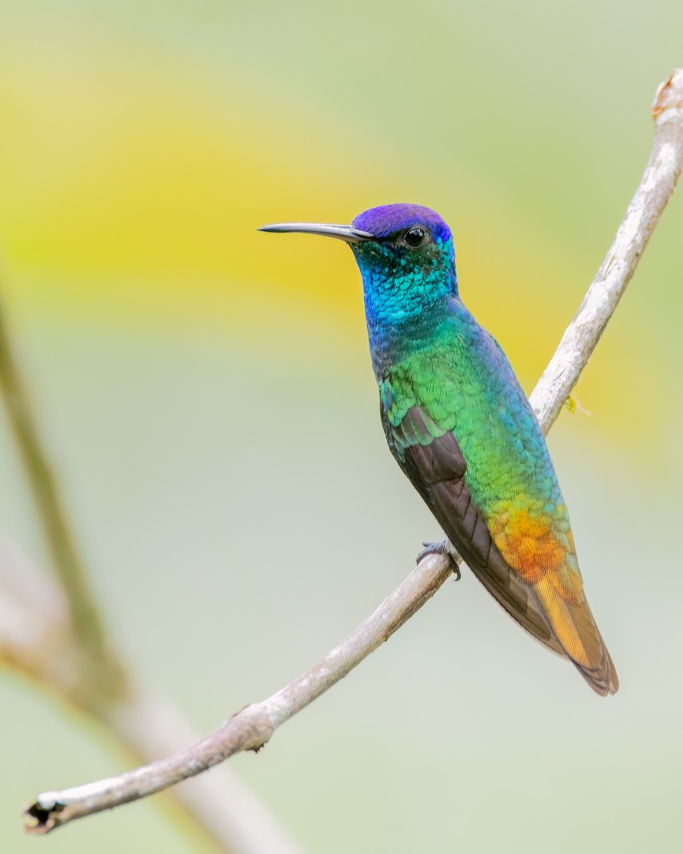 Golden-tailed Sapphire - ML640779460