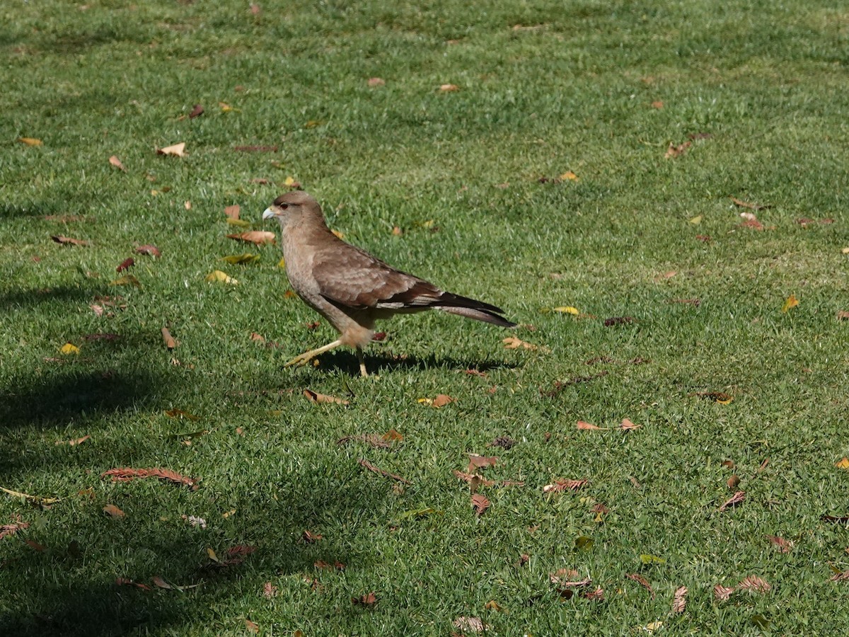 Caracara chimango - ML640779463