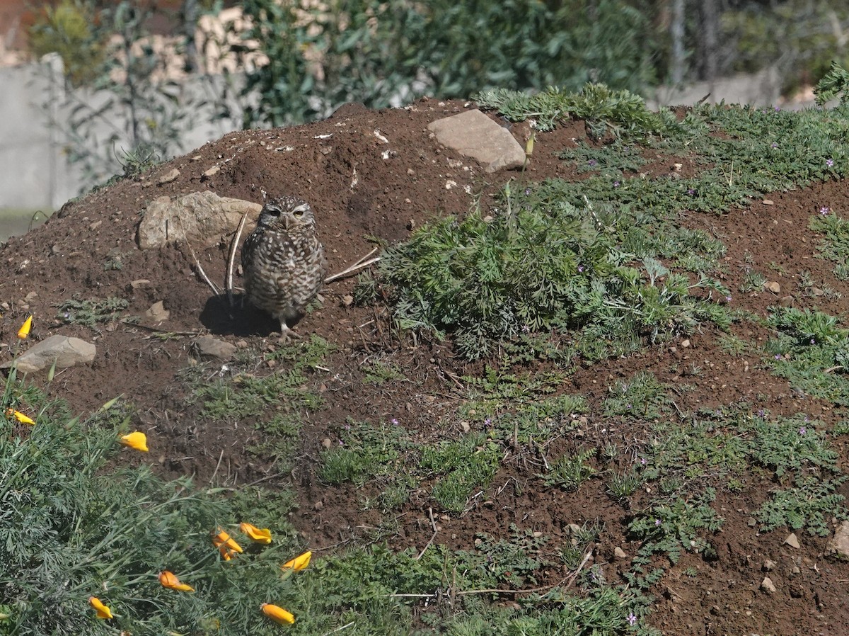 Chevêche des terriers - ML640779484