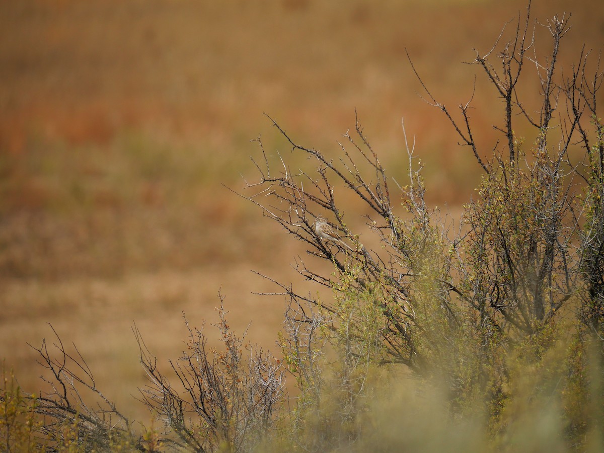Brewer's Sparrow - ML640779490