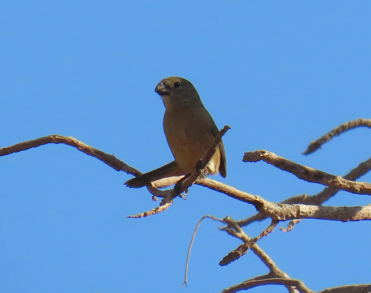 Chestnut-bellied Seed-Finch - ML640779495