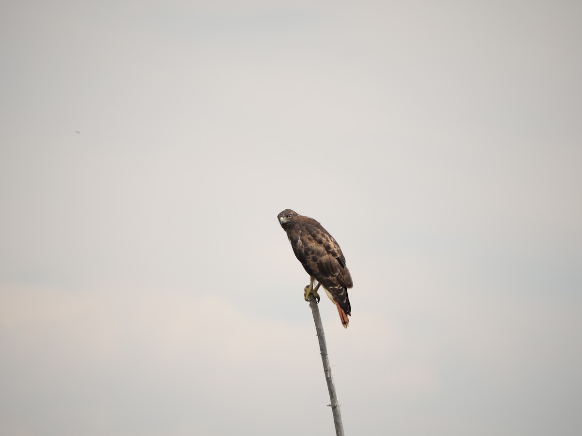 Red-tailed Hawk - ML640779500