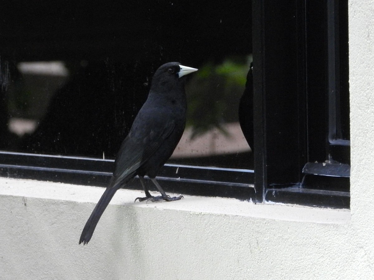 Solitary Black Cacique - ML640779513