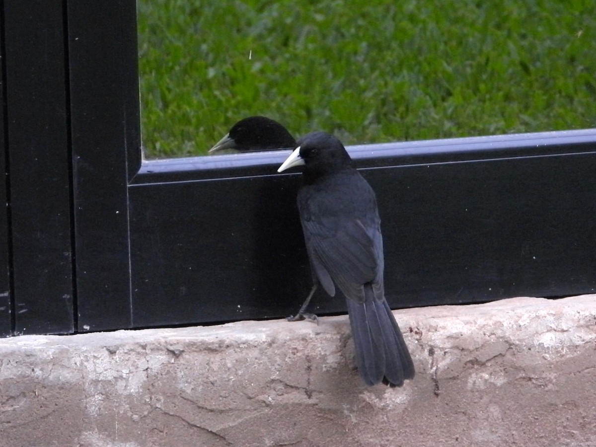 Solitary Black Cacique - ML640779514