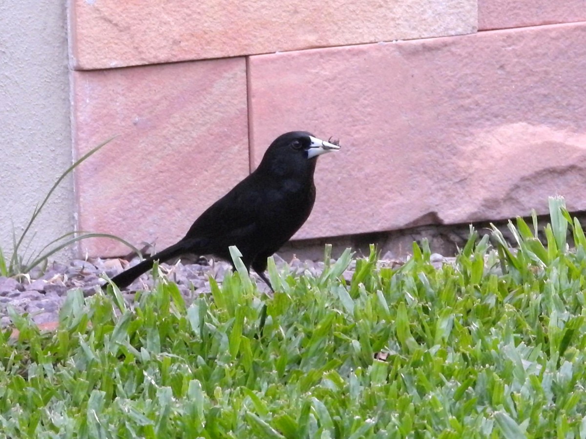 Solitary Black Cacique - ML640779515