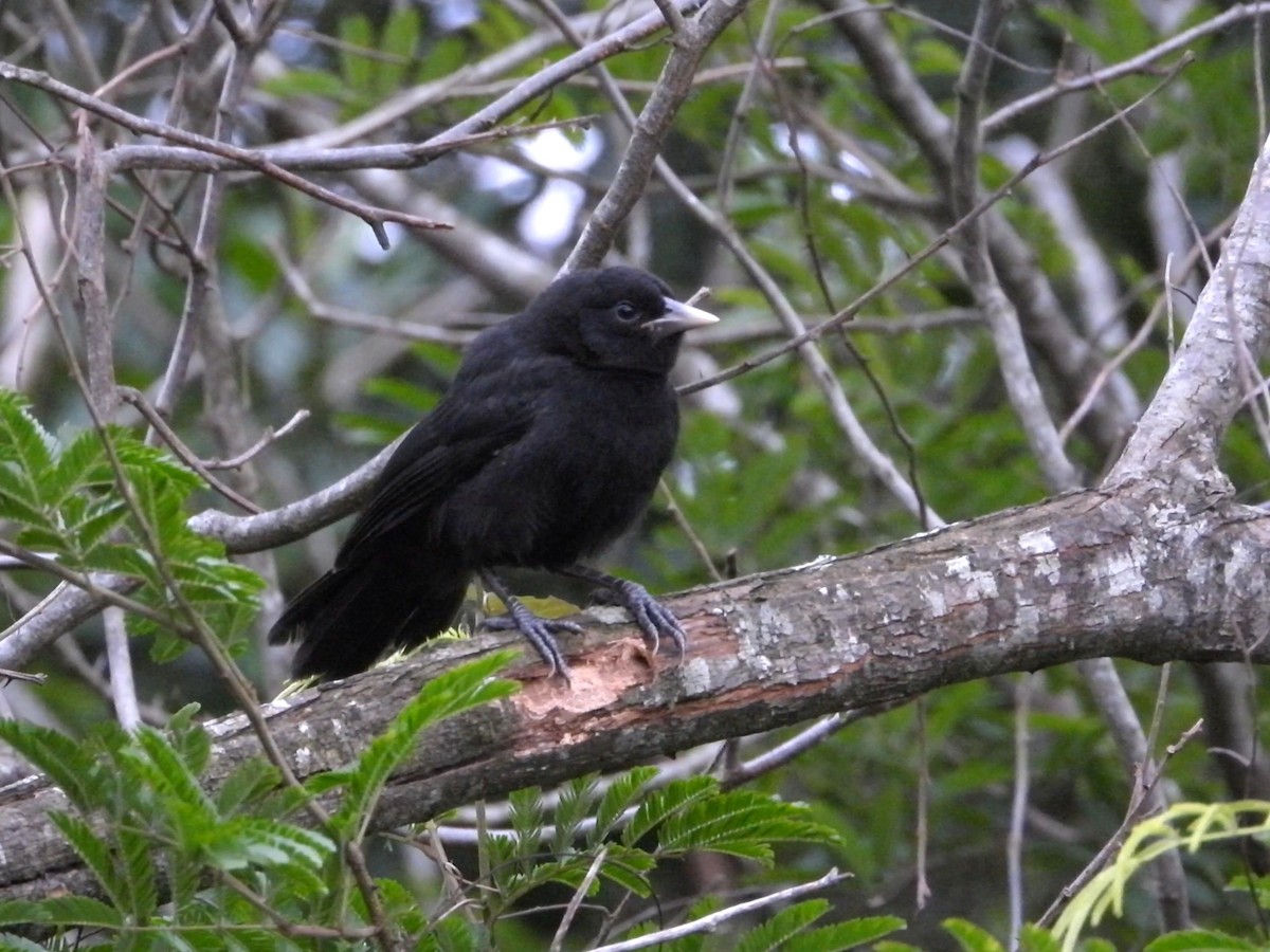 Solitary Black Cacique - ML640779517