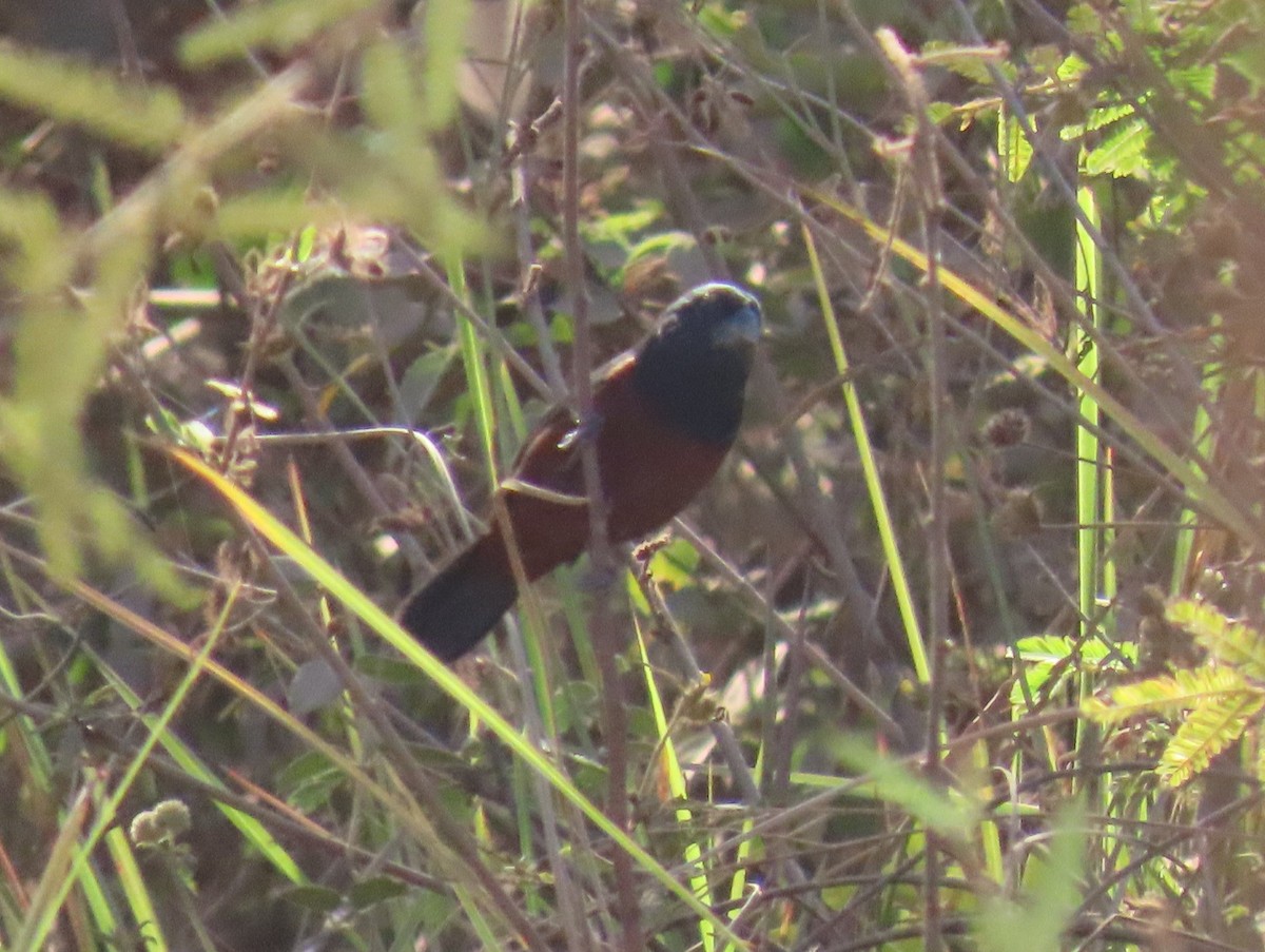 Chestnut-bellied Seed-Finch - ML640779537