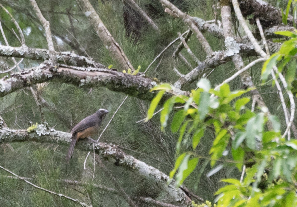 Cinnamon-bellied Saltator - ML640779605