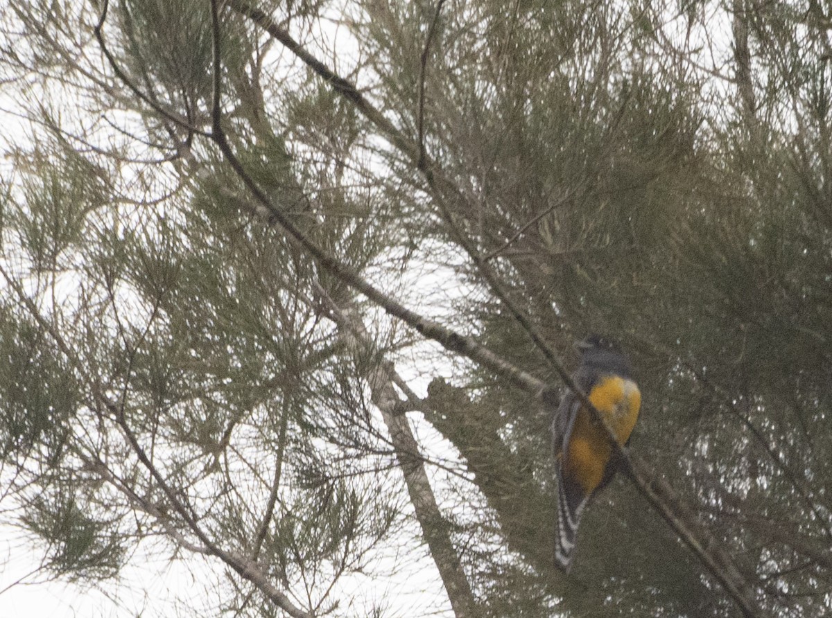 Gartered Trogon - ML640779641