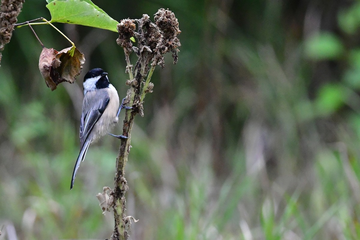 Black-capped Chickadee - ML640779698