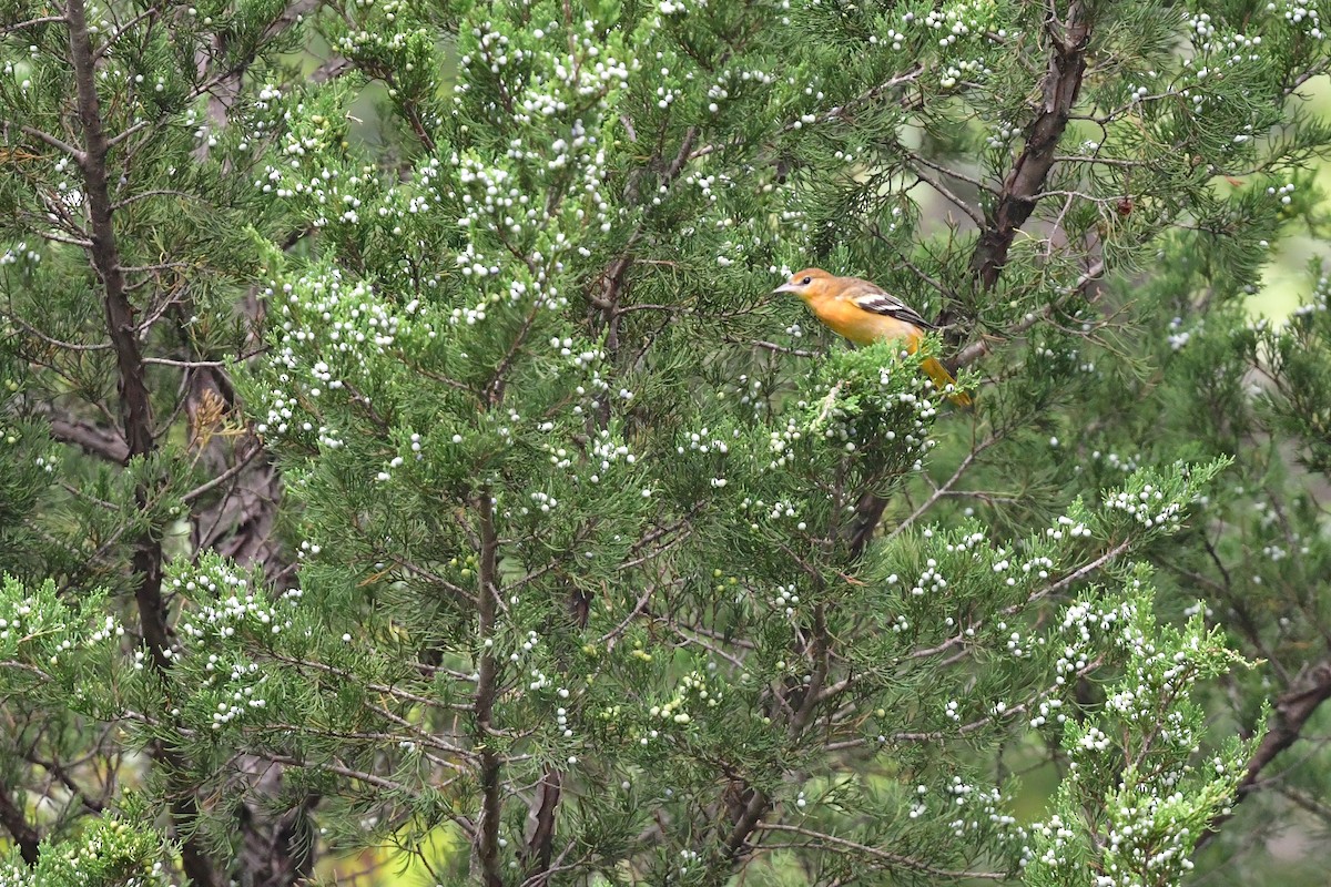 Baltimore Oriole - ML640779715