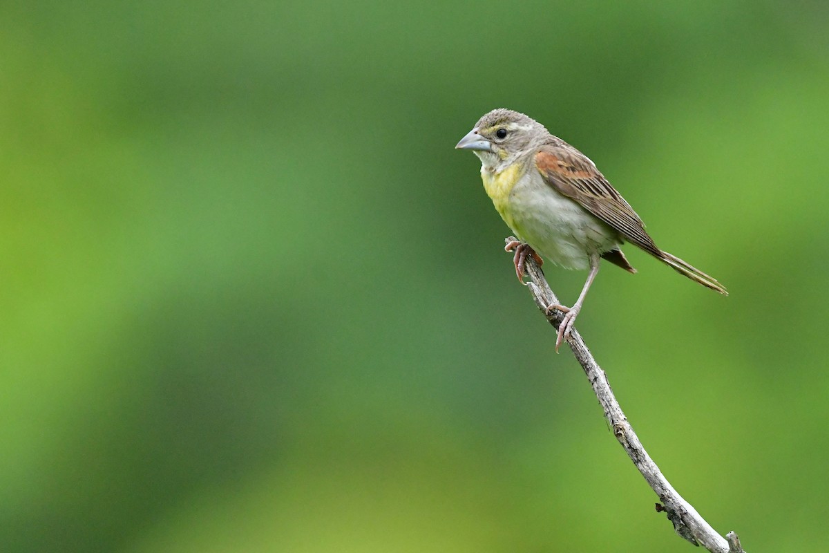 Dickcissel - ML640779724