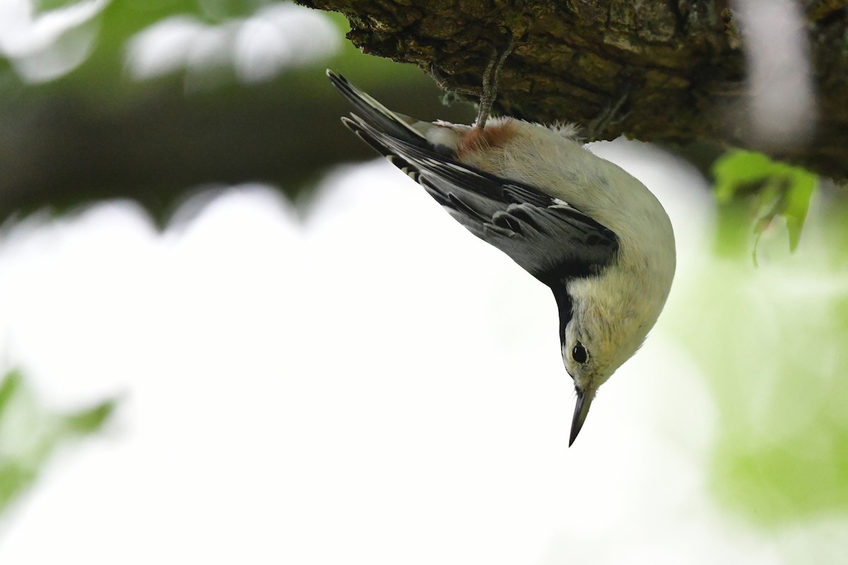 White-breasted Nuthatch - ML640779734