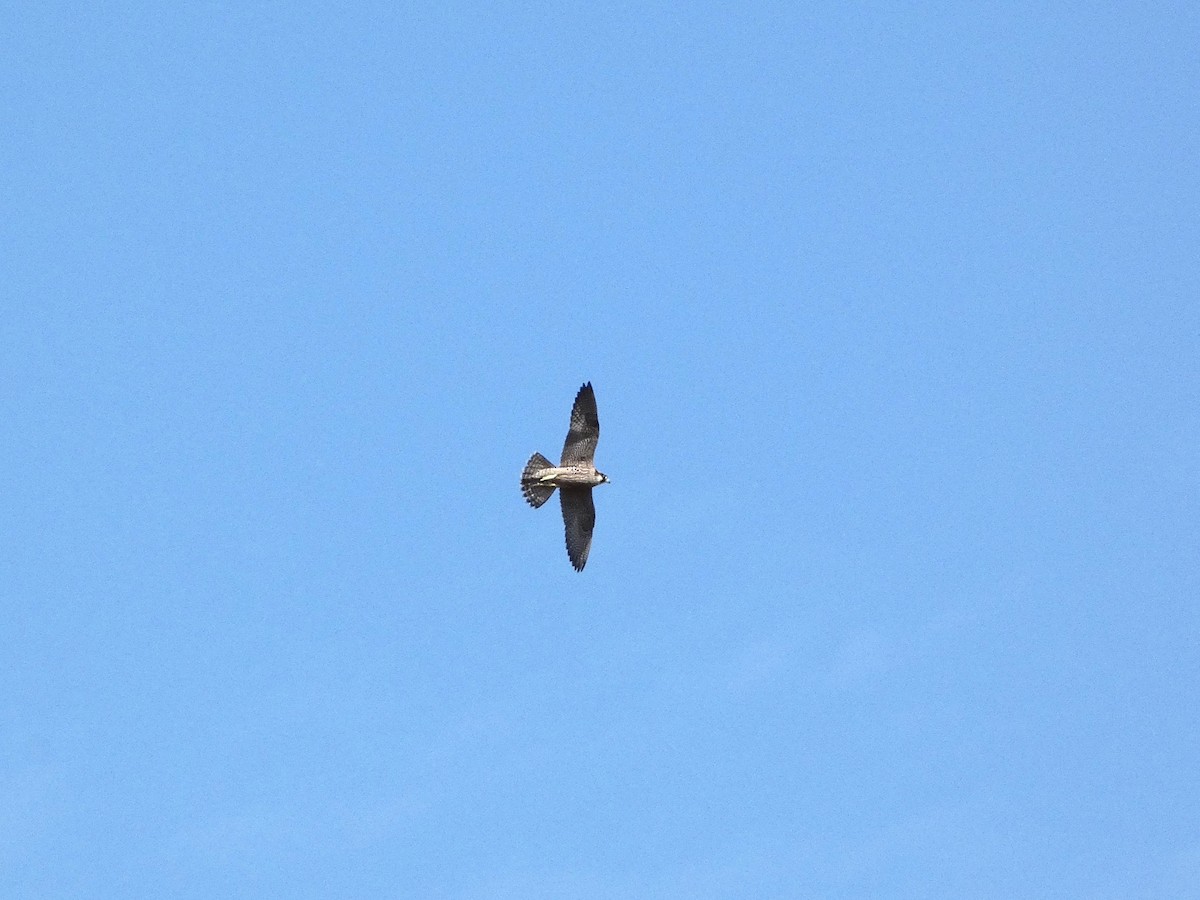 Peregrine Falcon - ML640779765