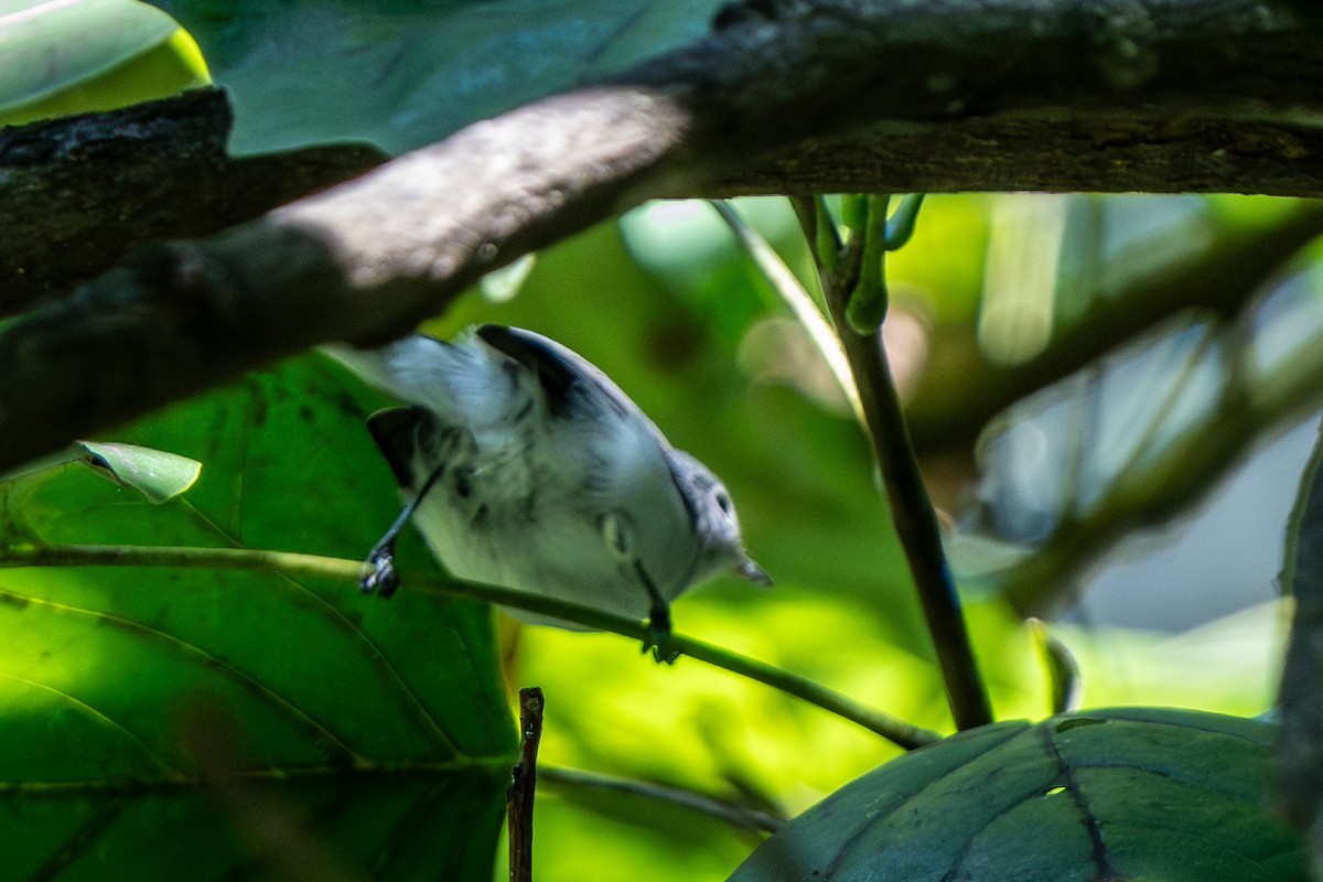 Blue-gray Gnatcatcher - ML640779783