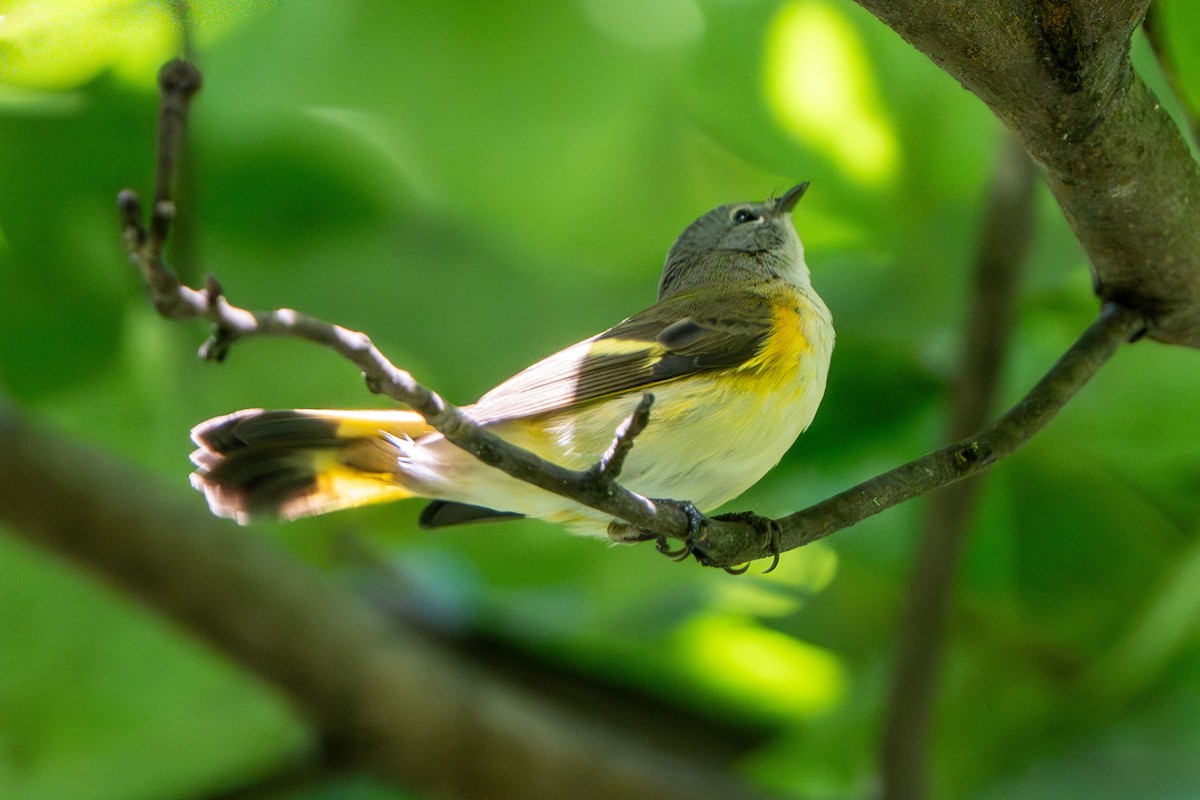 American Redstart - ML640779792