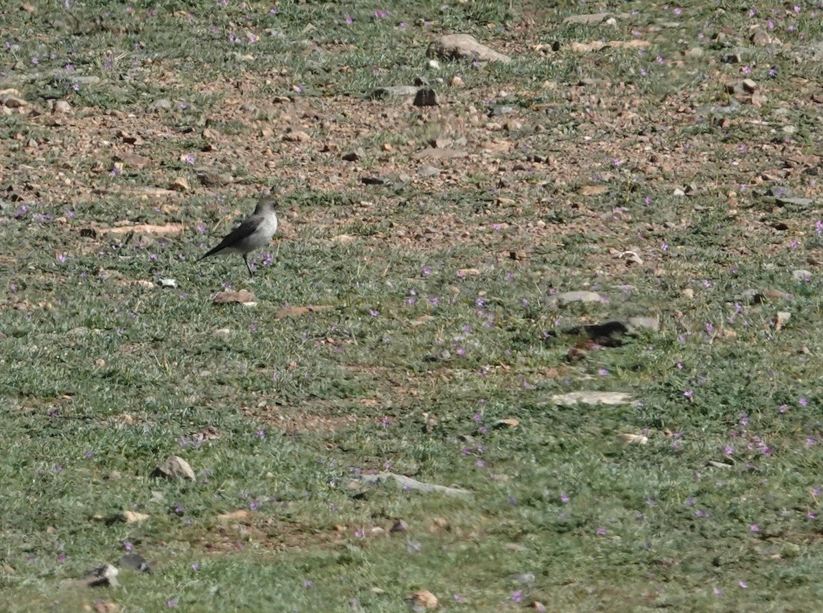 Dark-faced Ground-Tyrant - ML640779805