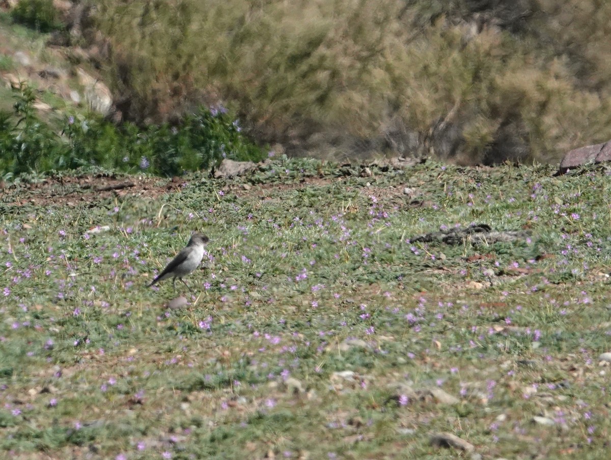Dark-faced Ground-Tyrant - ML640779811