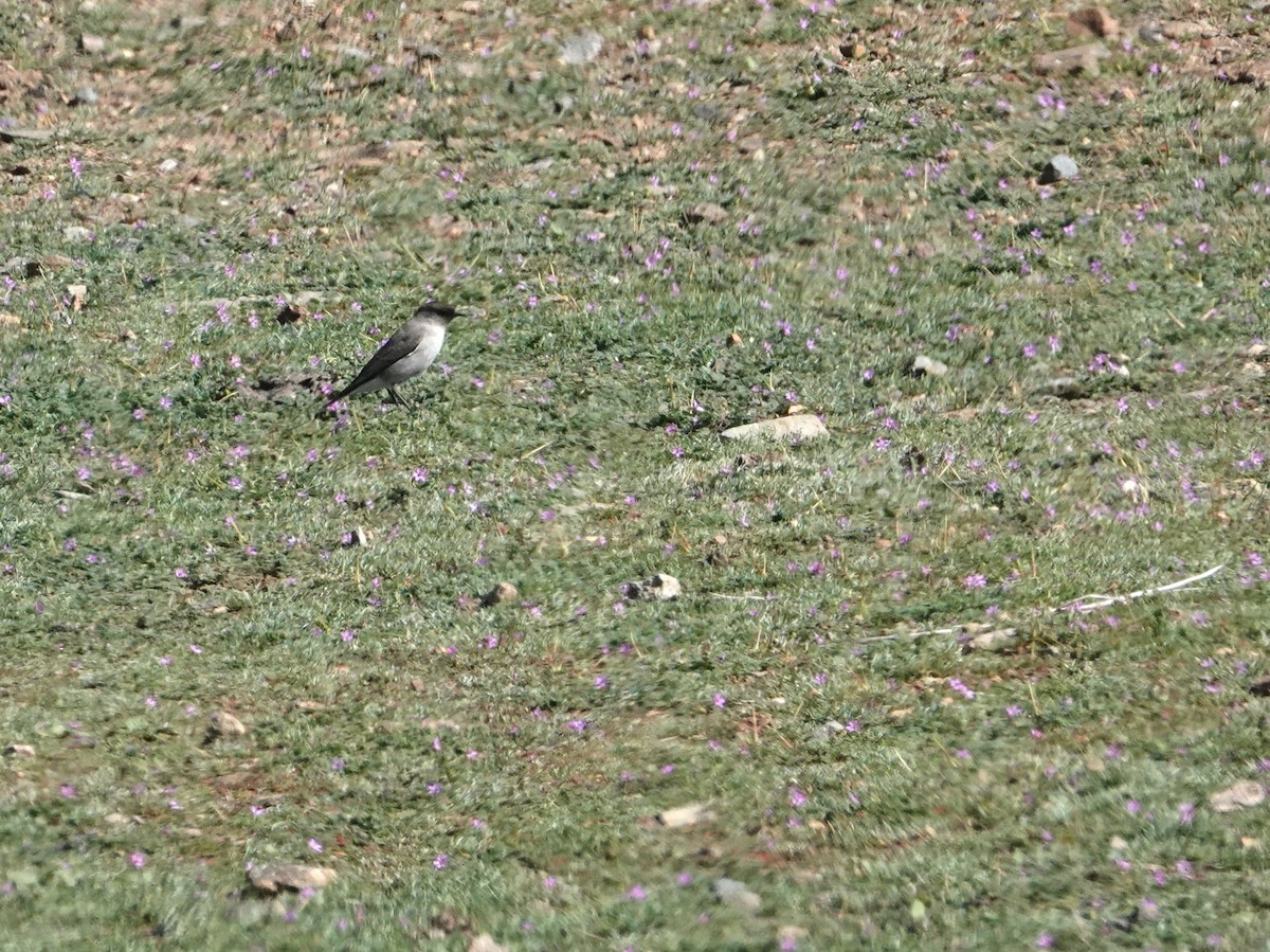Dark-faced Ground-Tyrant - ML640779812