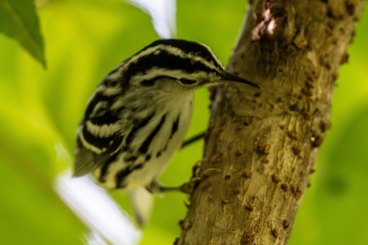 Black-and-white Warbler - ML640779829