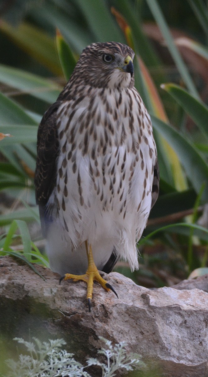Cooper's Hawk - ML640779881