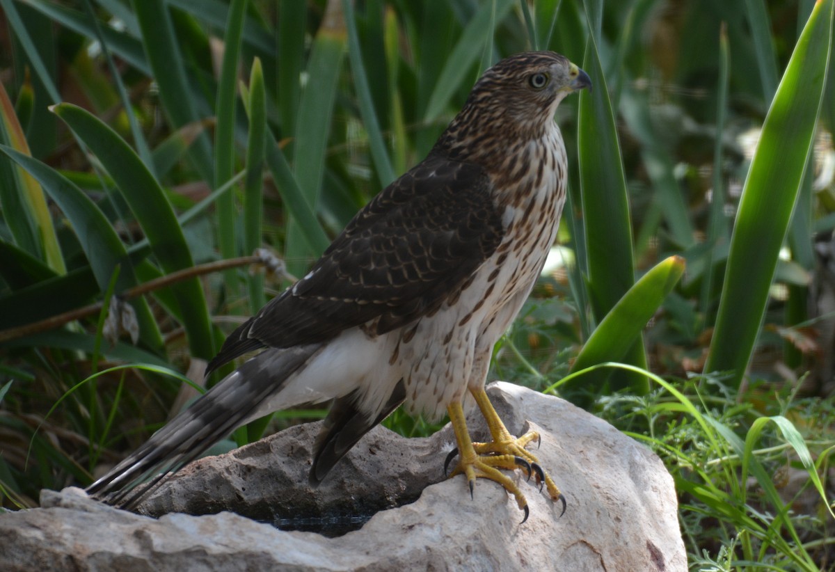 Cooper's Hawk - ML640779883