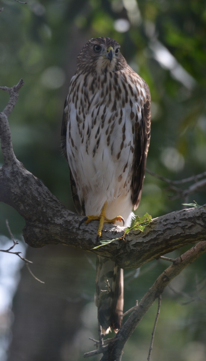 Cooper's Hawk - ML640779884