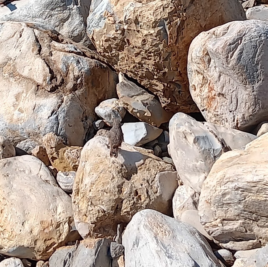 Rock Wren - ML640780074